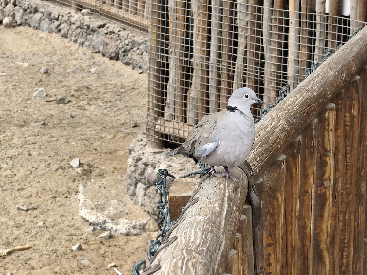 Горлиця садова - ML632460589