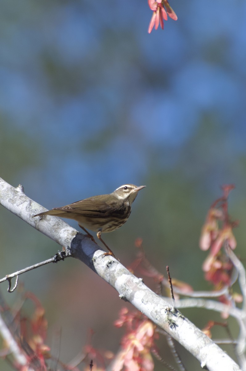 Louisiana Waterthrush - ML632460593
