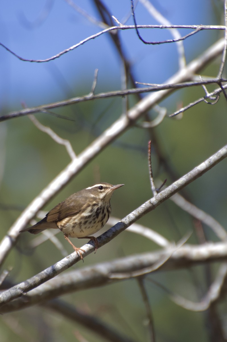 Louisiana Waterthrush - ML632460594