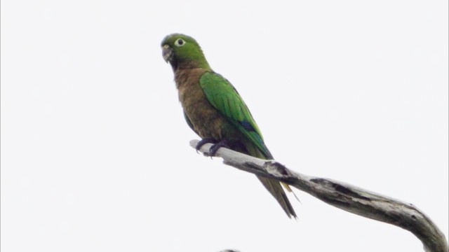 Olive-throated Parakeet - ML632460657