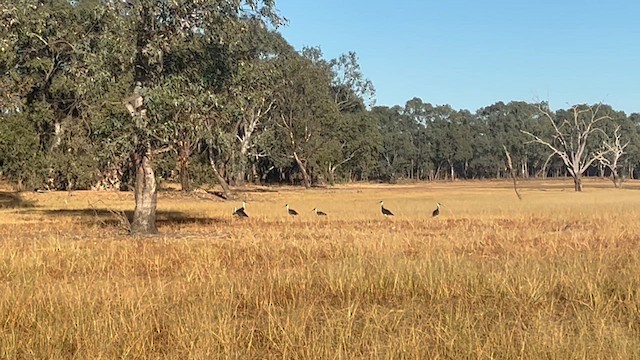 Straw-necked Ibis - ML632460675