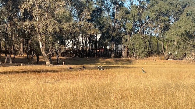 Straw-necked Ibis - ML632460676