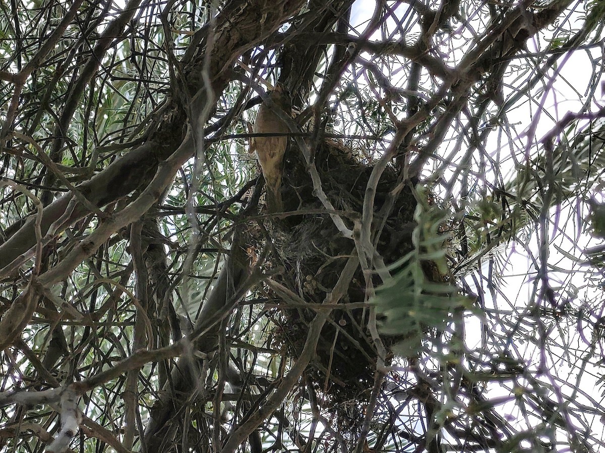 Горобець чорногрудий - ML632460778