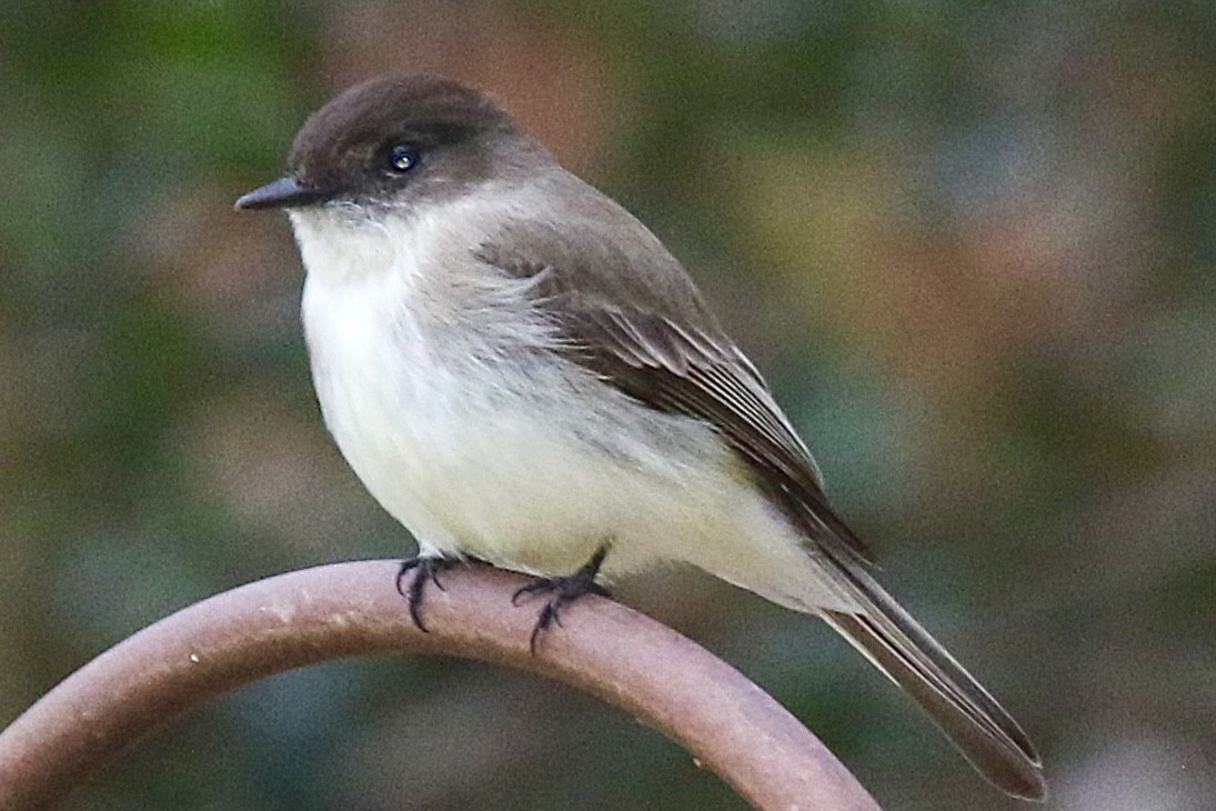 Eastern Phoebe - ML632460797