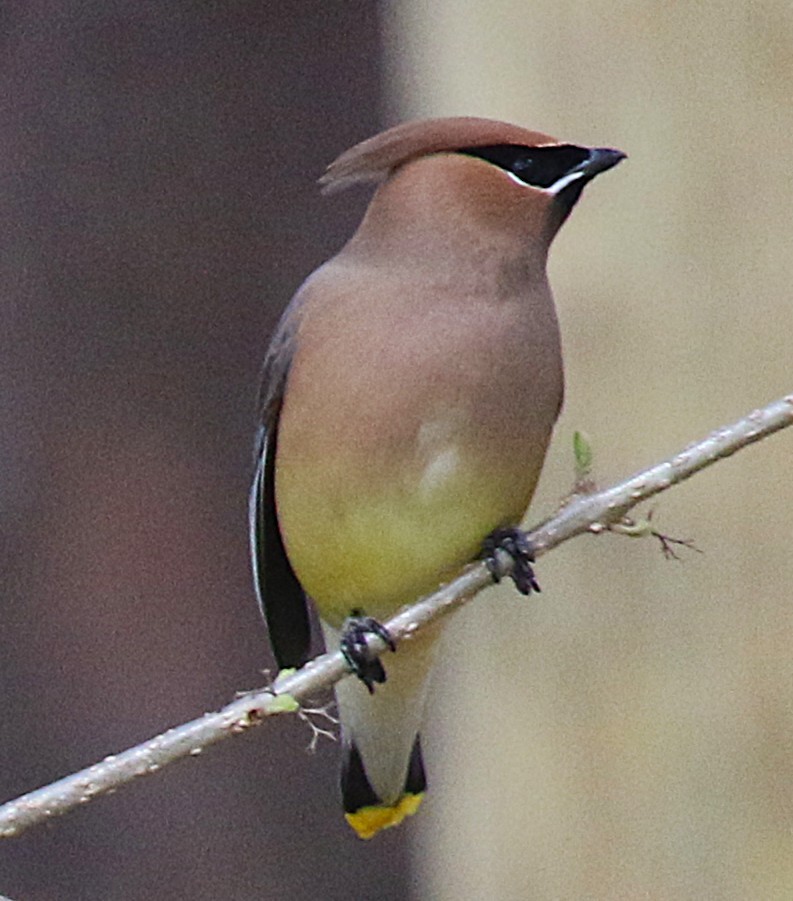 Cedar Waxwing - ML632460876