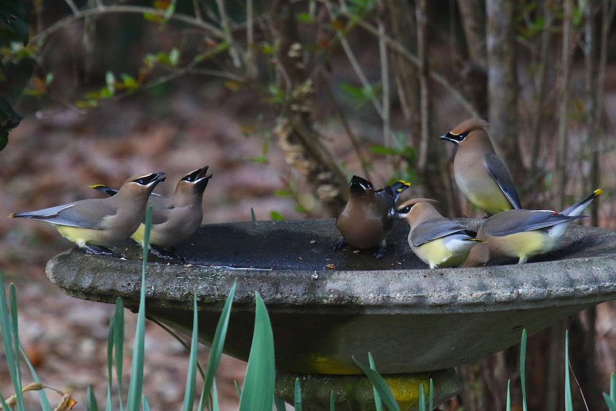 Cedar Waxwing - ML632460877