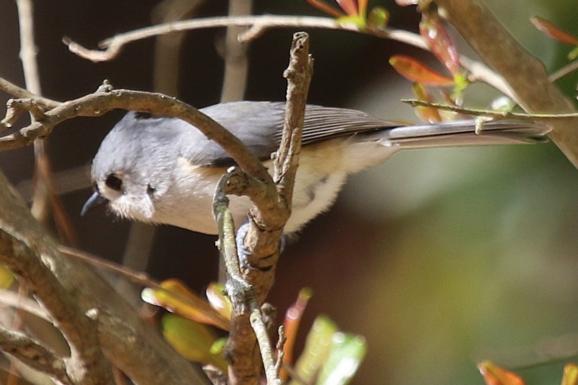 Tufted Titmouse - ML632461012