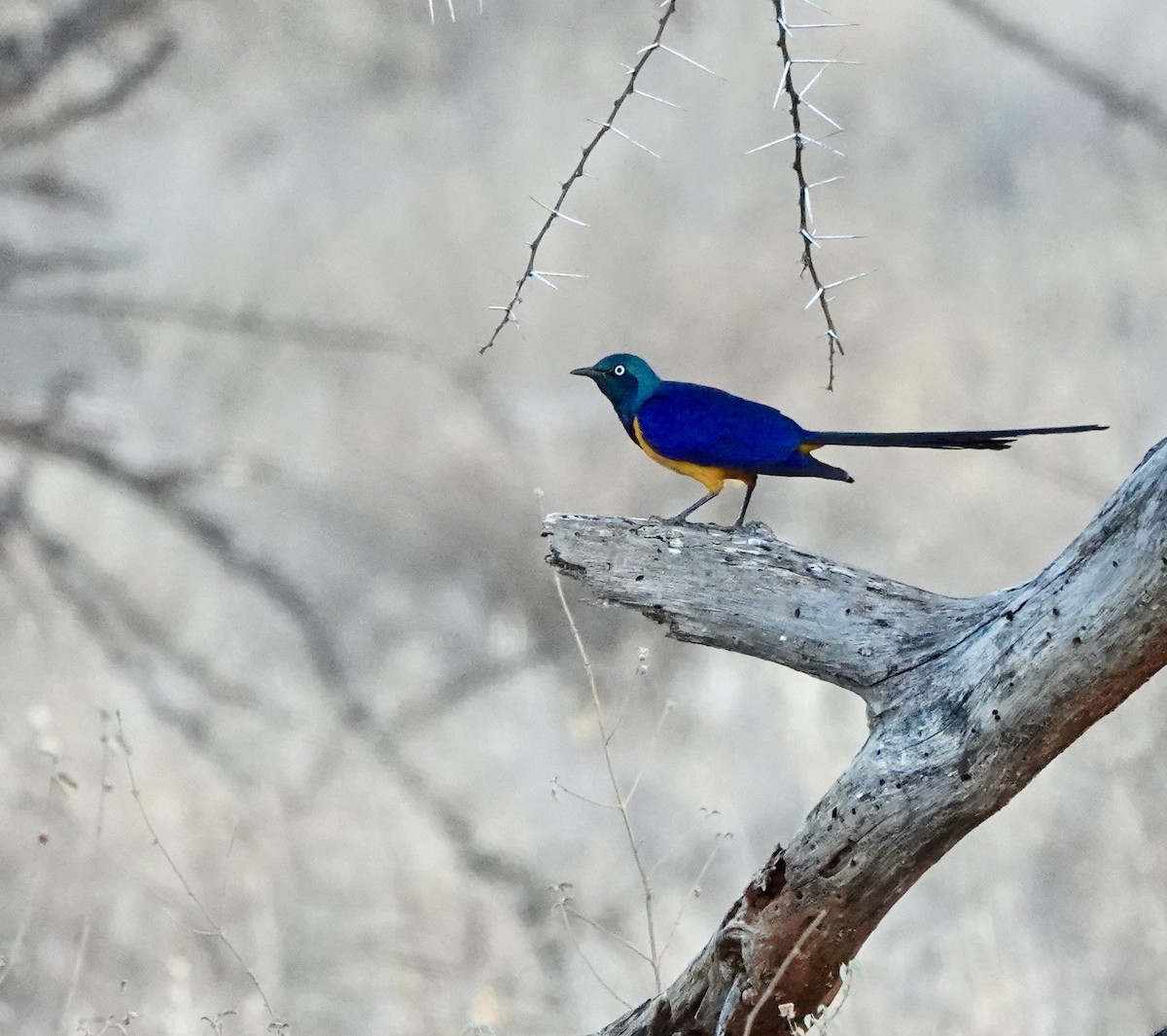 Bristle-crowned Starling - ML632461088