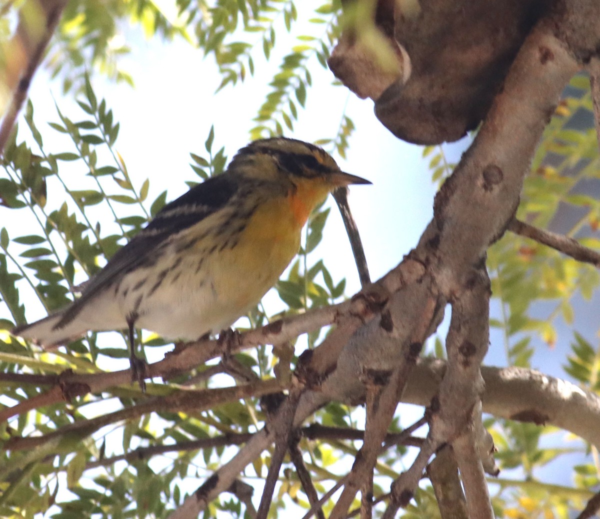 Blackburnian Warbler - ML632461249