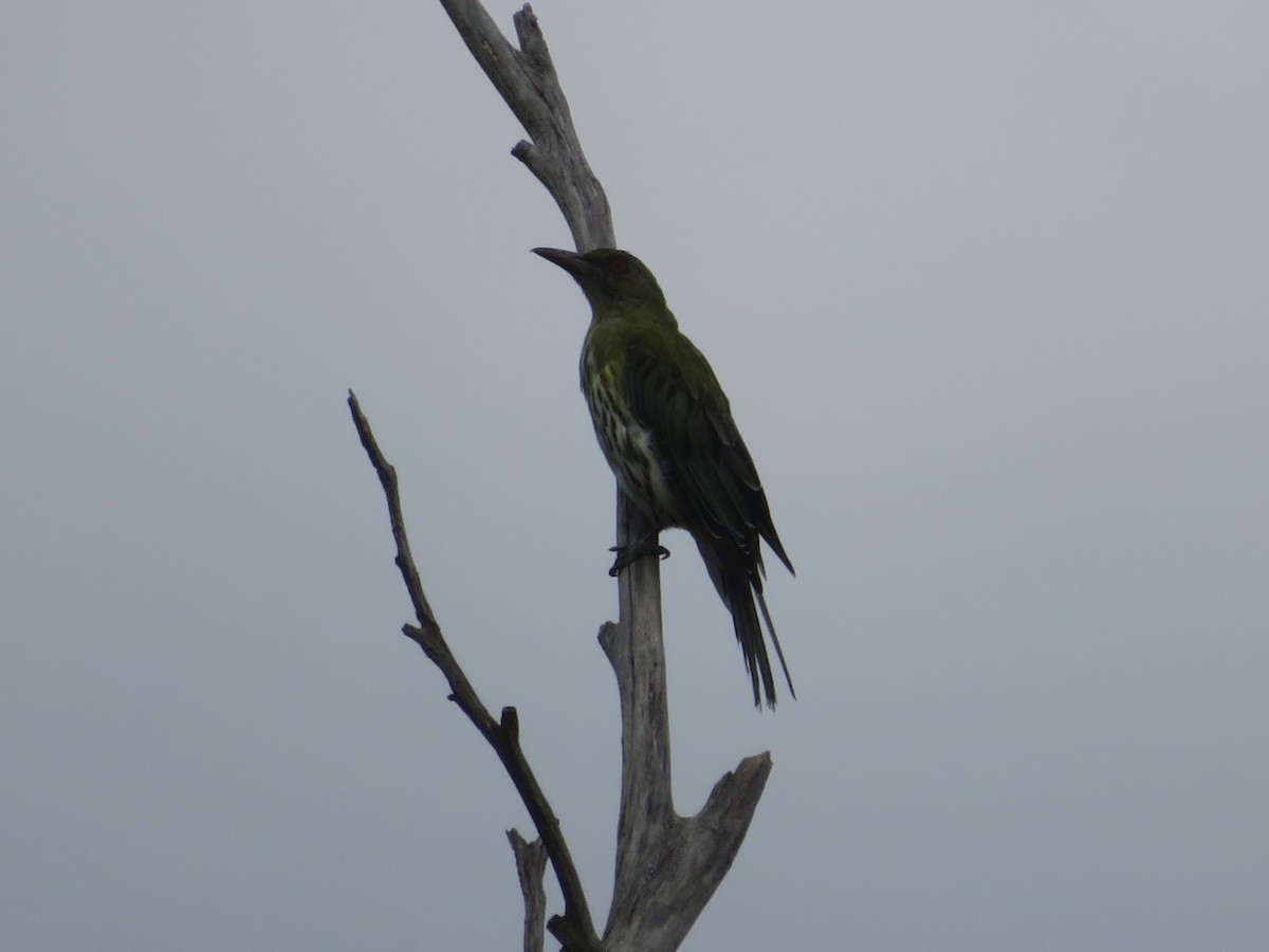 Olive-backed Oriole - ML632461263