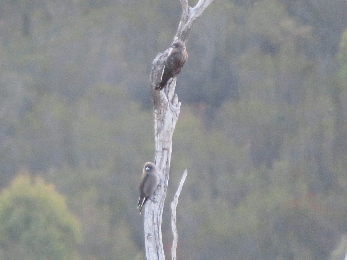 Dusky Woodswallow - ML632461272