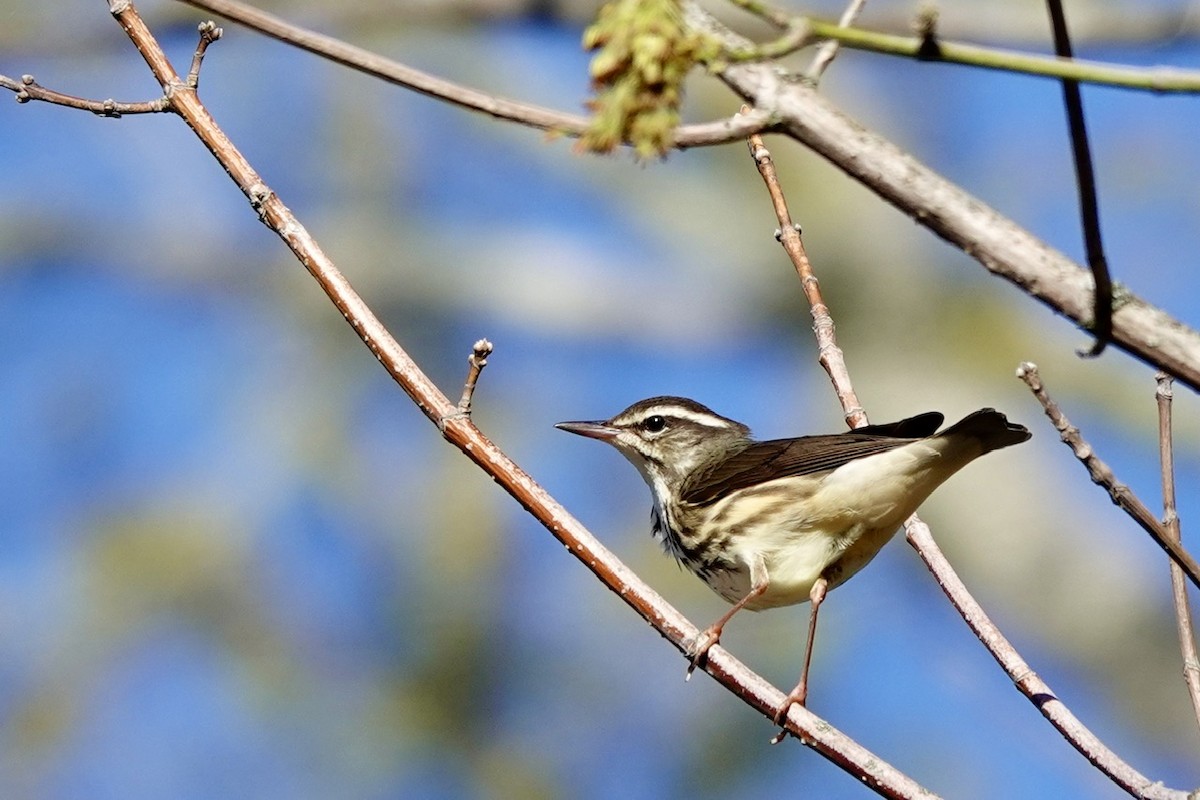Paruline hochequeue - ML632461378