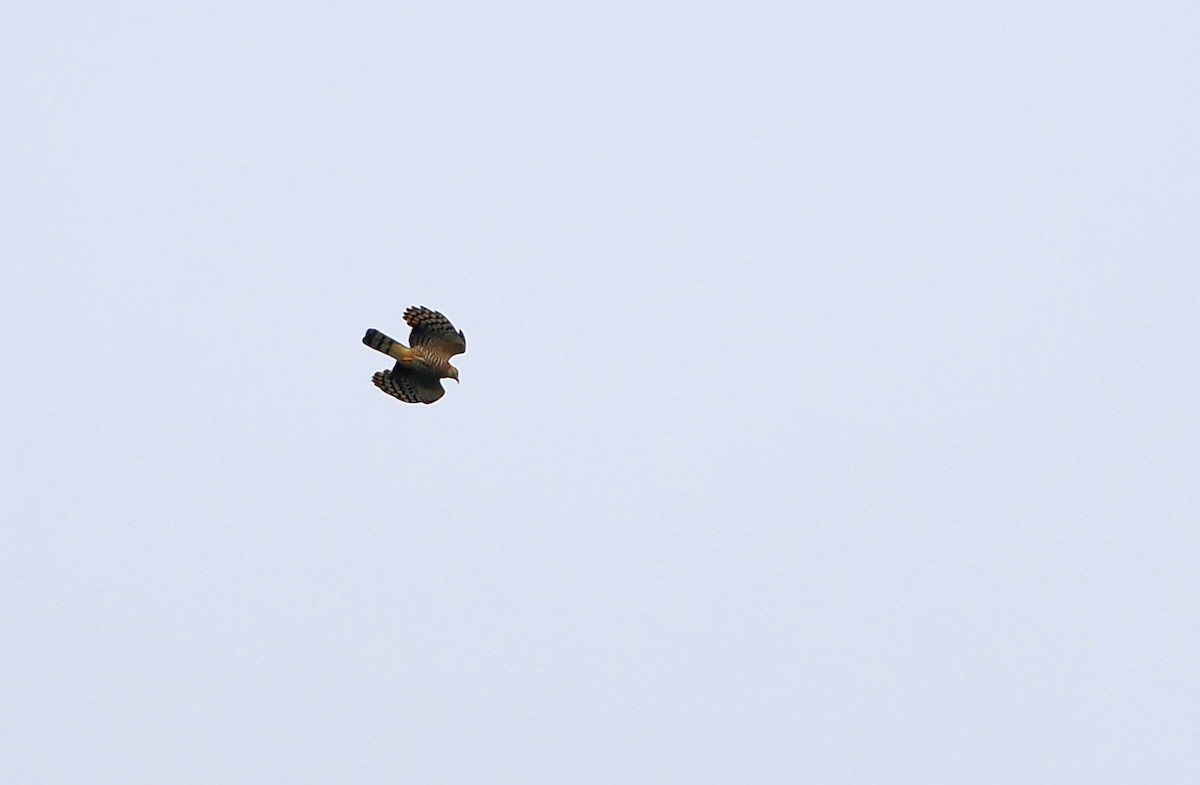 Hook-billed Kite - ML632461406