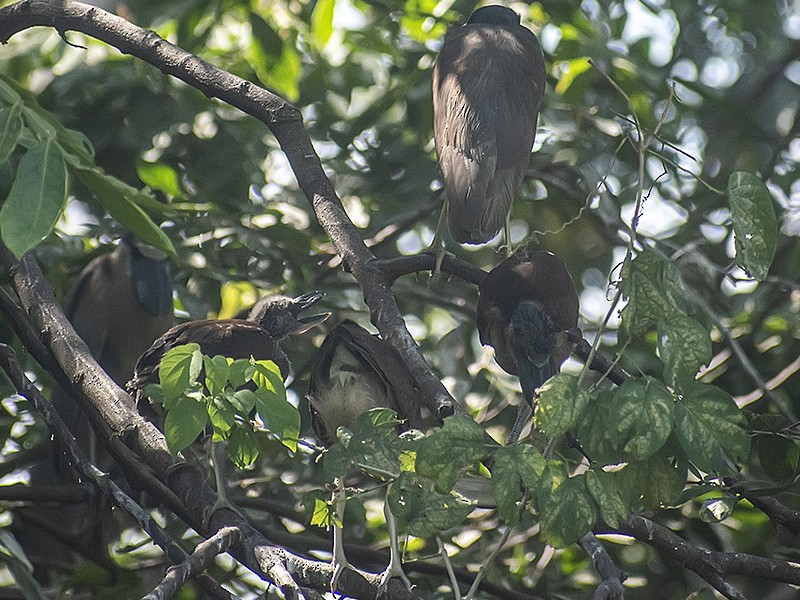 Boat-billed Heron - ML632461418