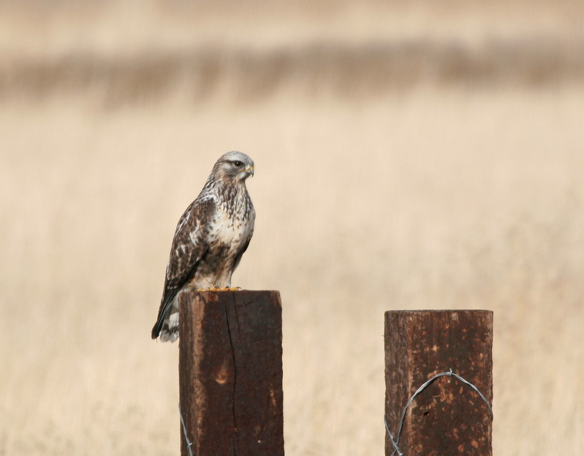 Rough-legged Hawk - ML632462025