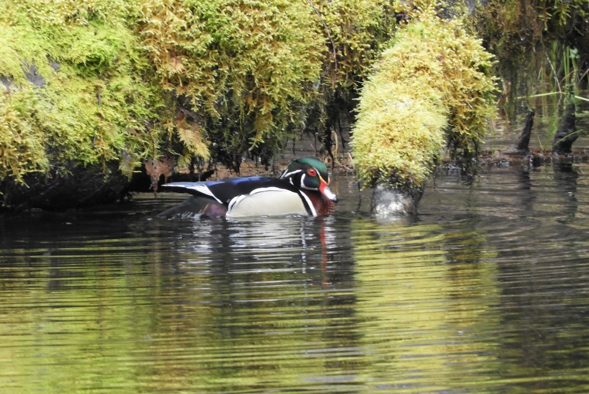Wood Duck - ML632462026