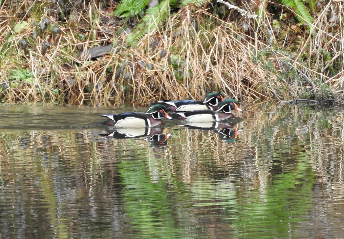 Wood Duck - ML632462027