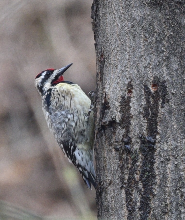 Yellow-bellied Sapsucker - ML632462139