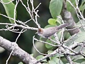 Striated Yuhina - ML632462162