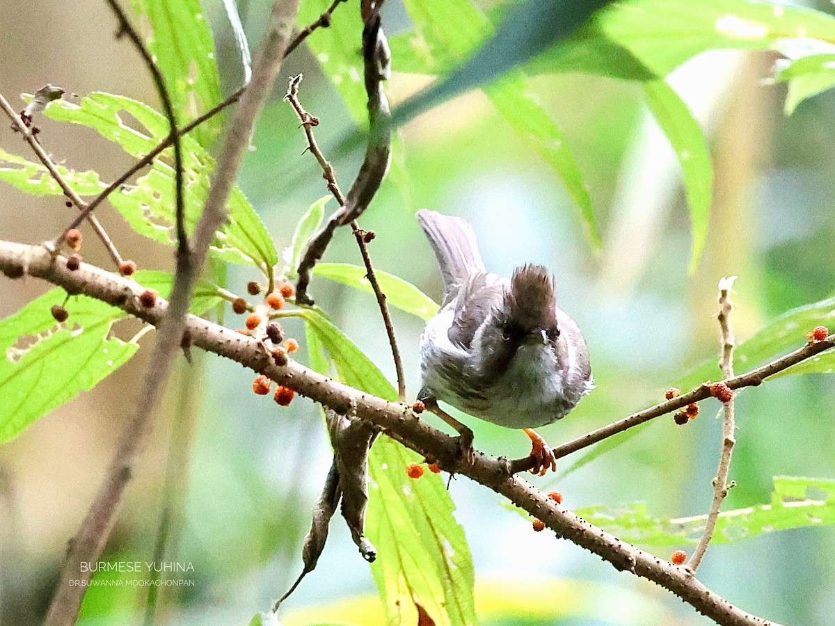 Burmese Yuhina - ML632462281