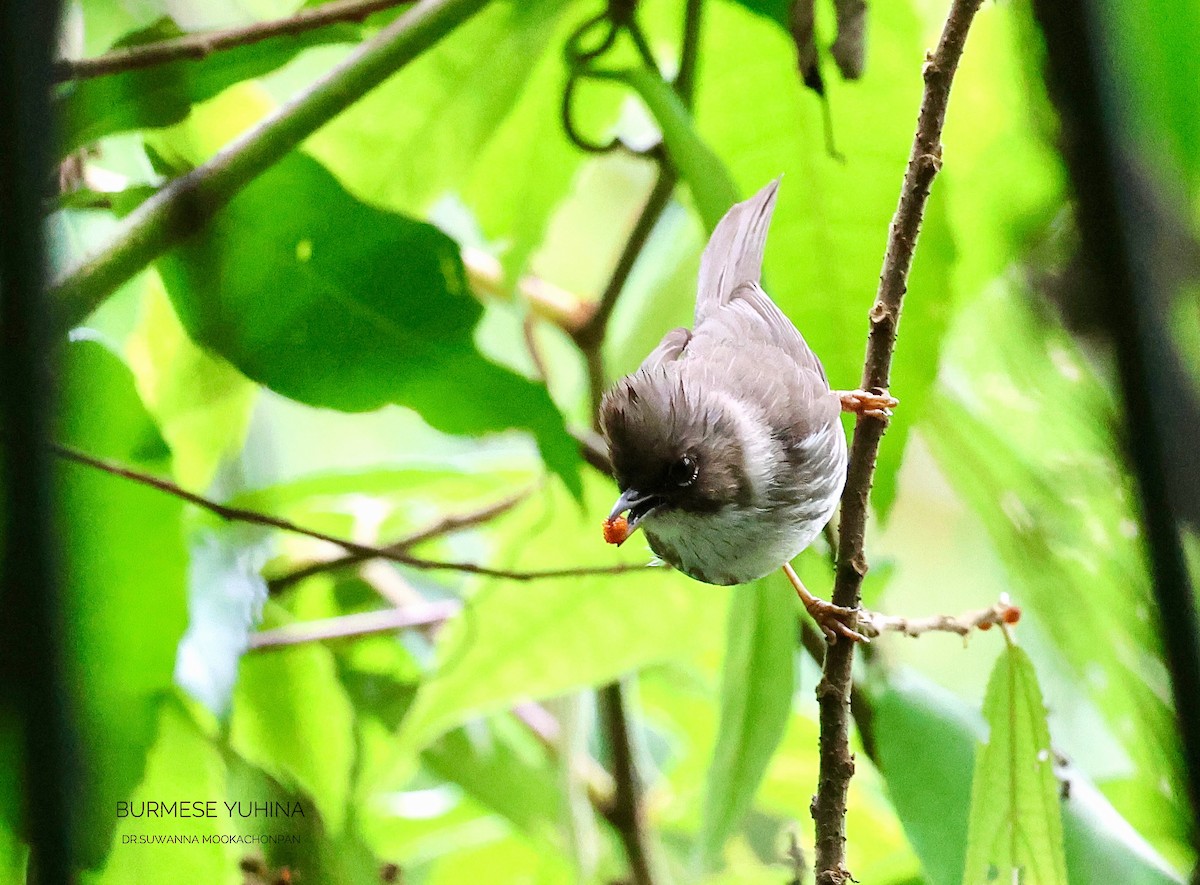 Burmese Yuhina - ML632462282
