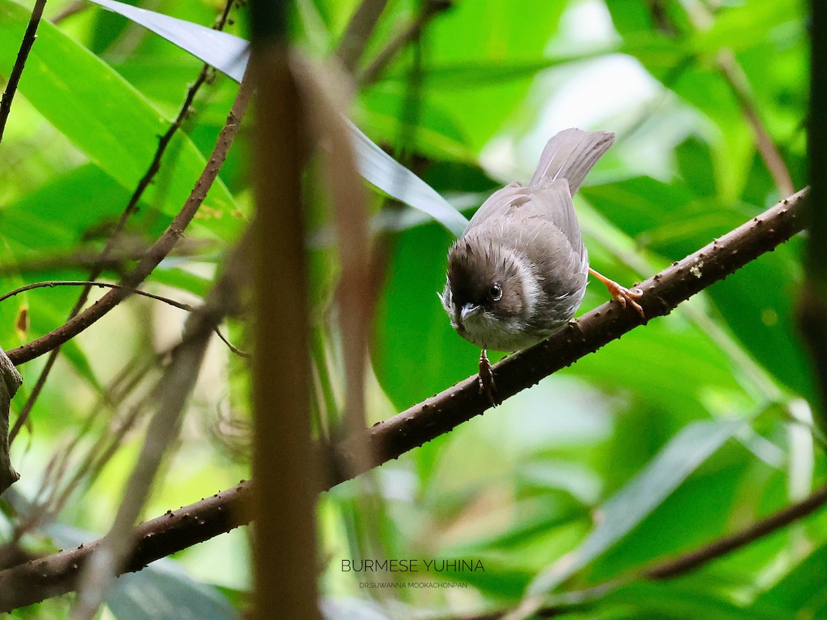 Burmese Yuhina - ML632462283
