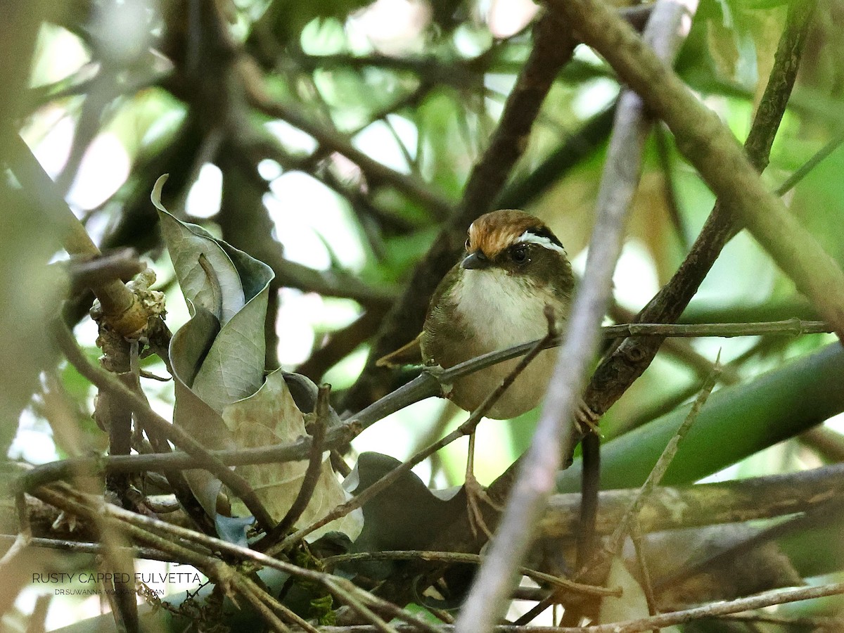 Rusty-capped Fulvetta - ML632462298
