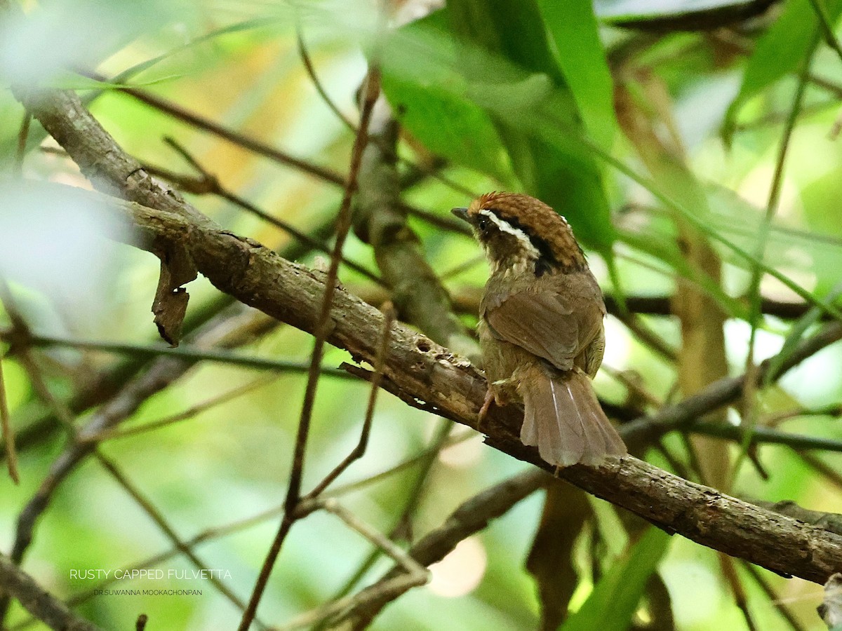 Rusty-capped Fulvetta - ML632462299