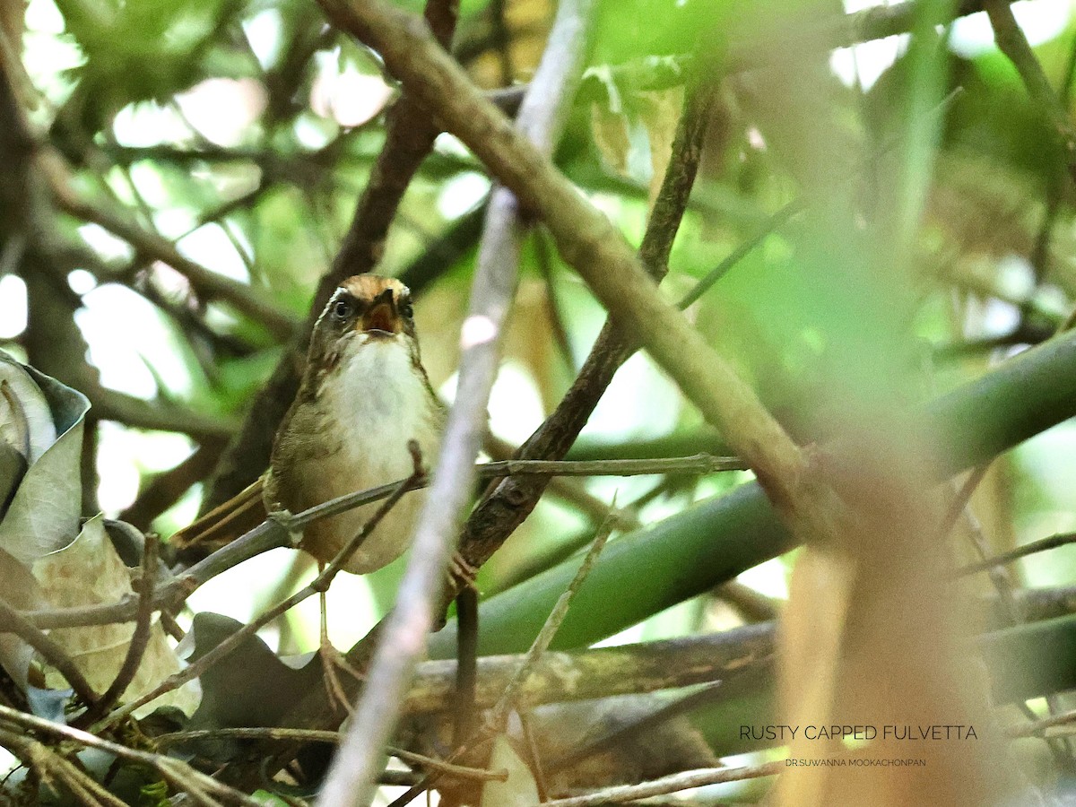 Rusty-capped Fulvetta - ML632462300