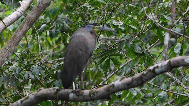 Bare-throated Tiger-Heron - ML632462379