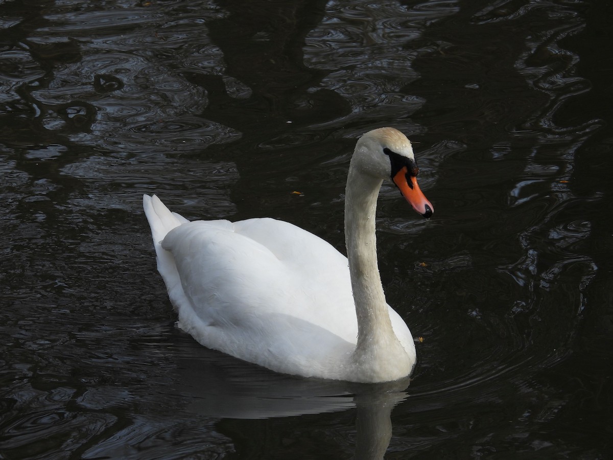 Cygne tuberculé - ML632462381