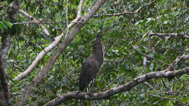 Bare-throated Tiger-Heron - ML632462390