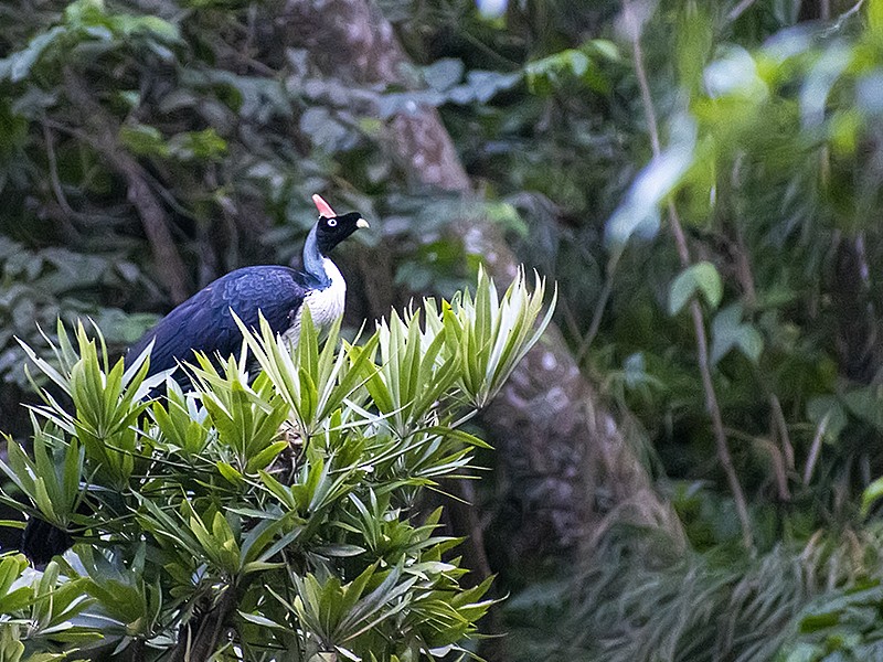 Horned Guan - ML632462434