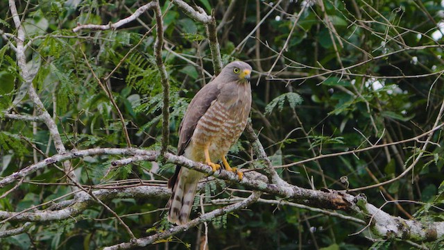 Roadside Hawk - ML632462483