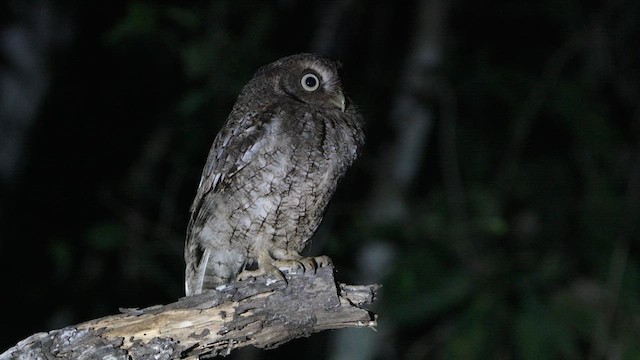 Middle American Screech-Owl - ML632462526