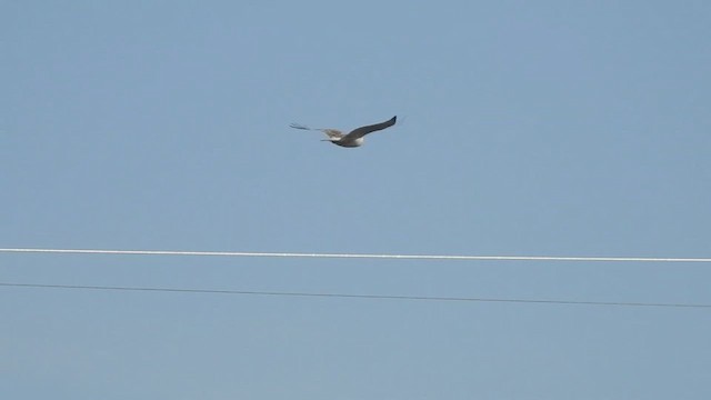 Ferruginous Hawk - ML632462558