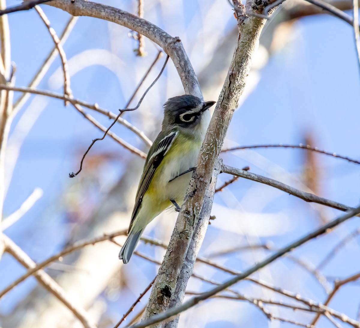 Graukopfvireo - ML632462601