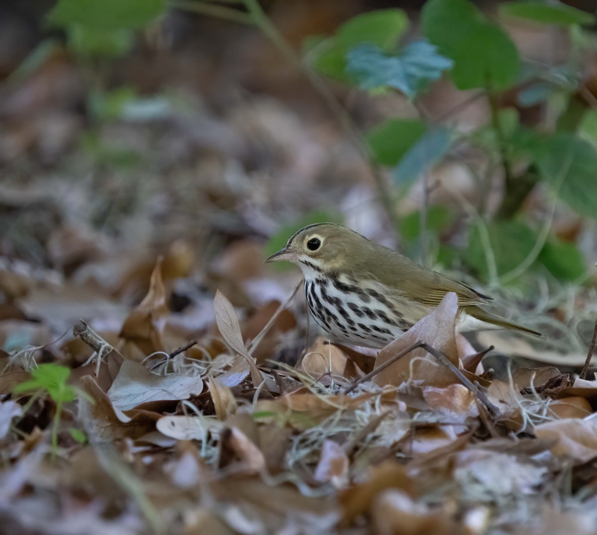 Ovenbird - ML632462609