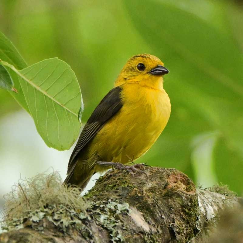 Yellow-headed Brushfinch - ML632462640