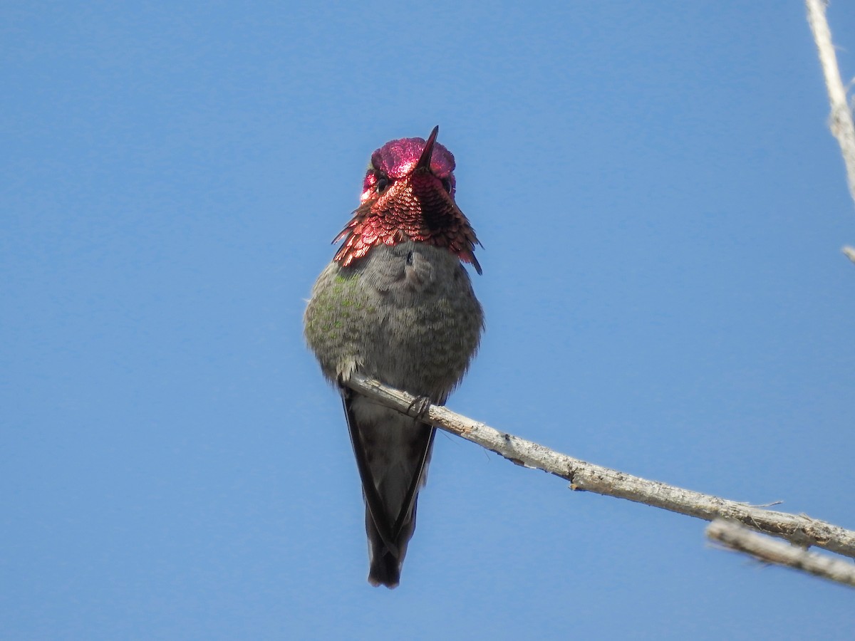 Anna's Hummingbird - ML632462783