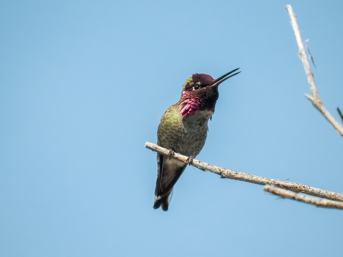Anna's Hummingbird - ML632462785