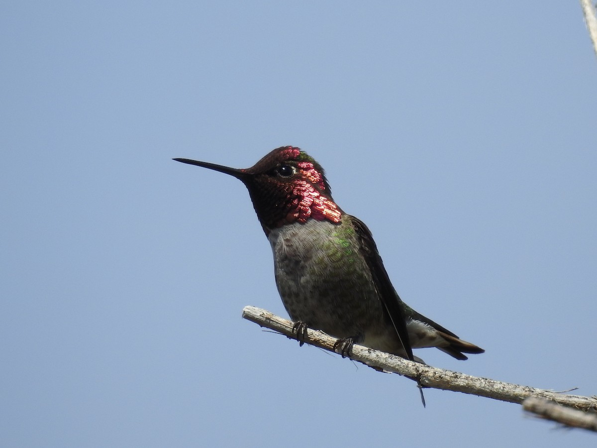 Anna's Hummingbird - ML632462791