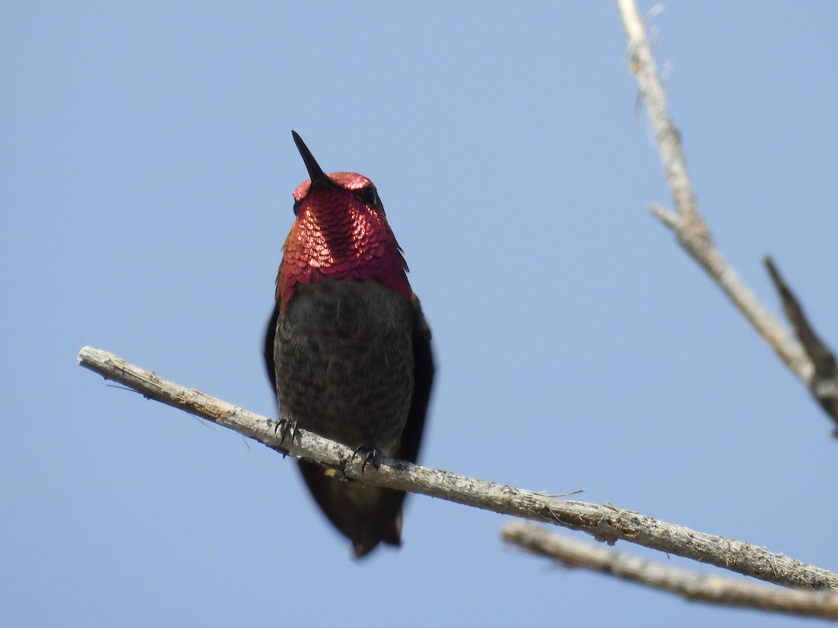 Anna's Hummingbird - ML632462792