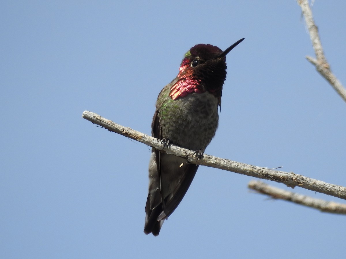 Anna's Hummingbird - ML632462793