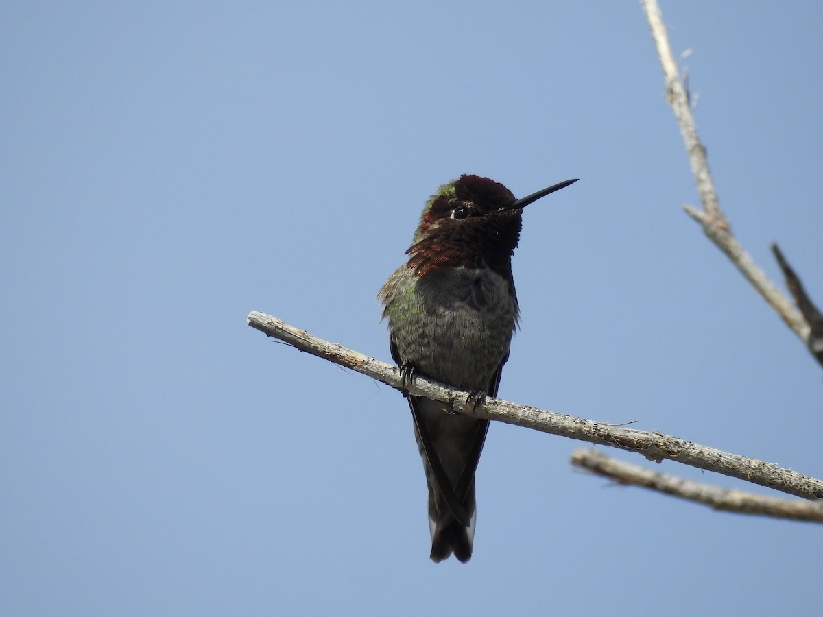 Anna's Hummingbird - ML632462794