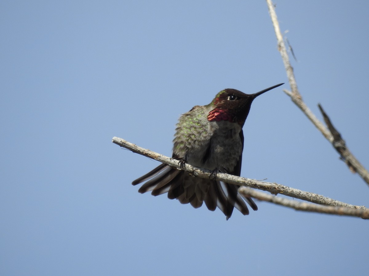 Anna's Hummingbird - ML632462795