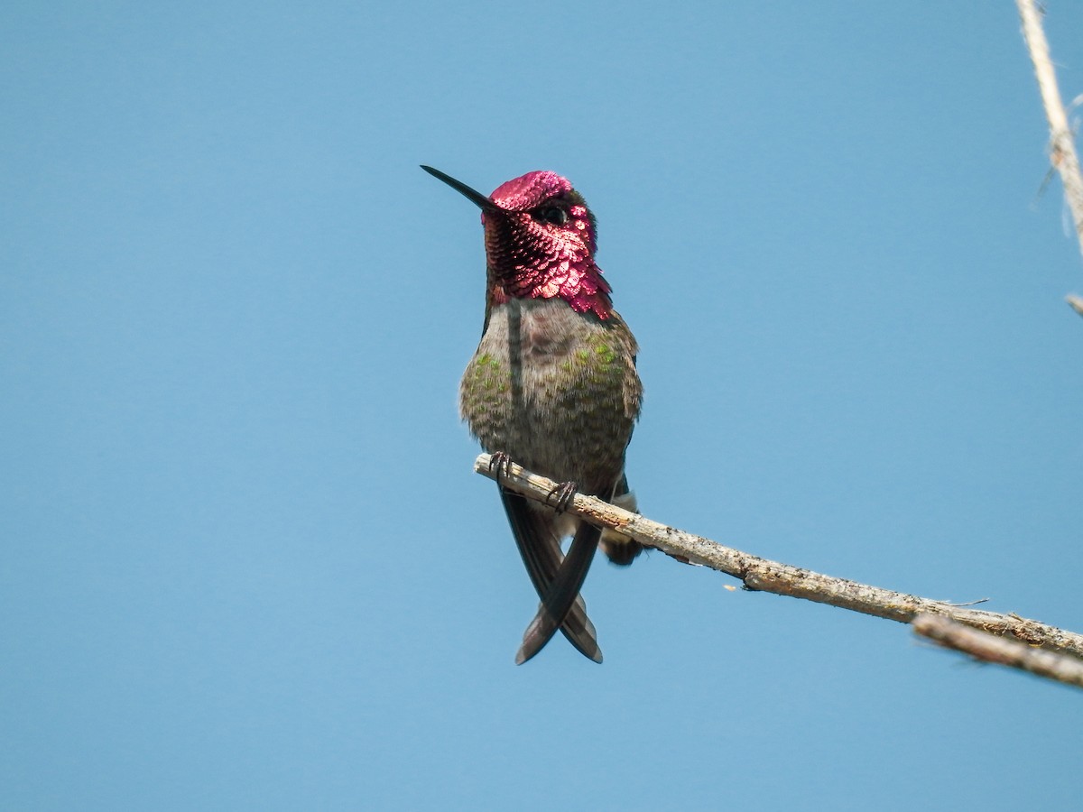 Anna's Hummingbird - ML632462796