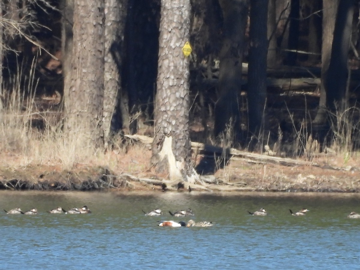 Northern Shoveler - ML632462799