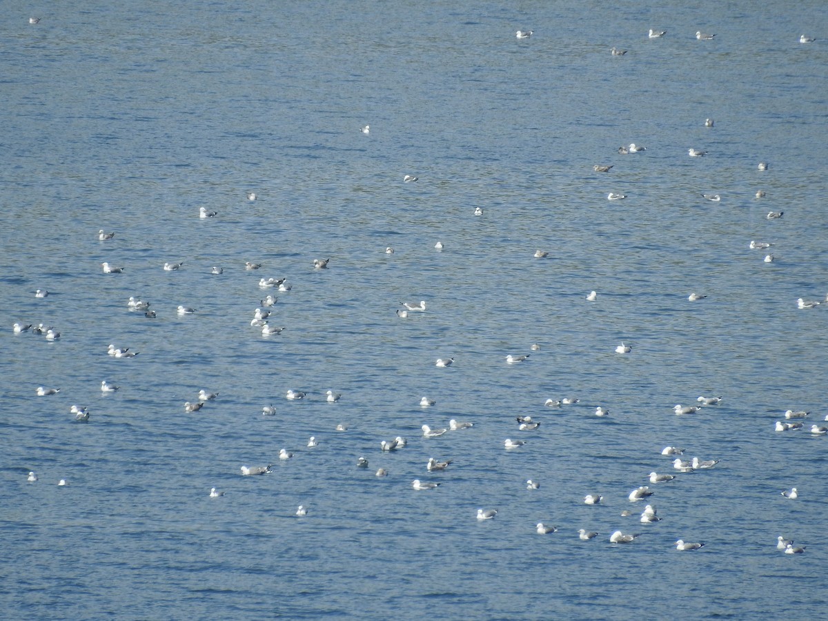 California Gull - ML632462801