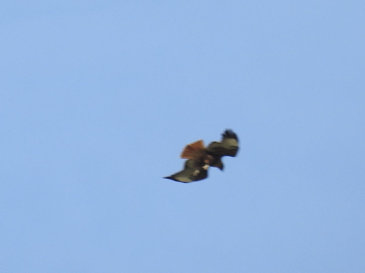 Red-tailed Hawk - ML632462809
